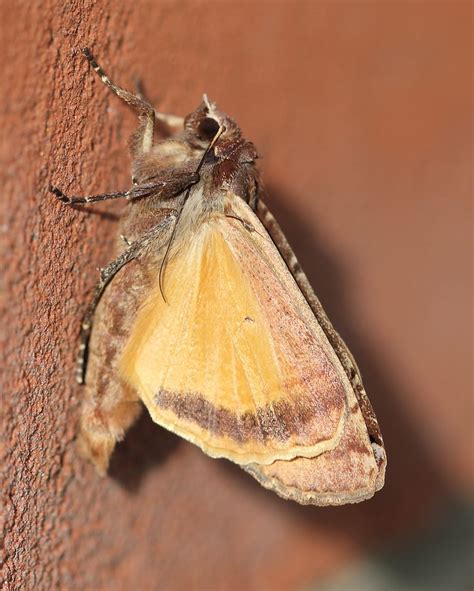 Large Yellow Underwing Moth Noctua Pronuba The Large Yel Flickr