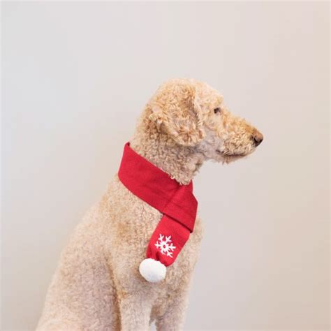 Christmas Winter Dog Scarf Dogs And Co
