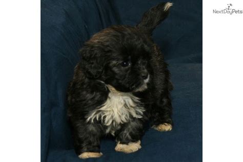 Checkout the leonberger dogs to buy at very affordable rate near you here at dogspot.in. Izzy is a female Shichon puppy for sale near Kalamazoo ...