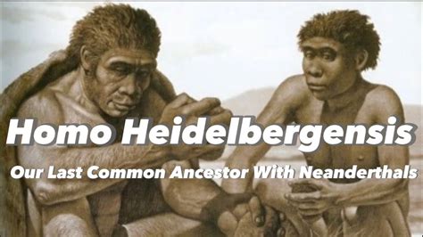 Homo Heidelbergensis Our Last Common Ancestor With Neanderthals YouTube
