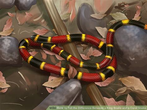 How To Tell The Difference Between A King Snake And A Coral Snake