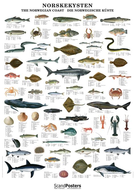 Norwegian Fish And Shellfish Poster Norskekysten Die Norwegische