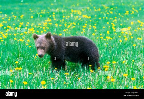 An Orphaned Grizzly Bear Cub In A Field Of Yellow Dandelion Blossoms