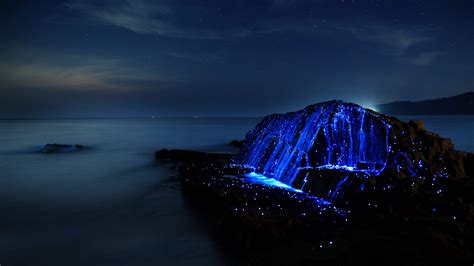 The Biology Of Bioluminescence What Is Bioluminescence How And Why