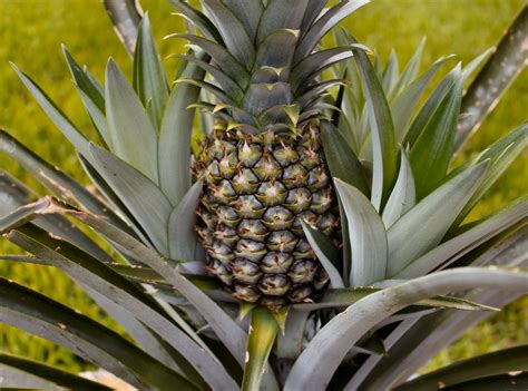 Pineapple Plant Elev8 Presents