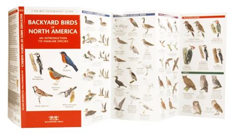 Backyard Birds Of North America A Pocket Naturalist Guide