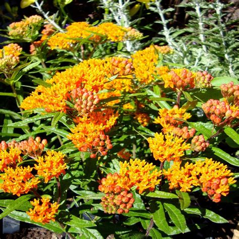Onlineplantcenter 1 Gal Butterfly Weed Plant A150cl The Home Depot