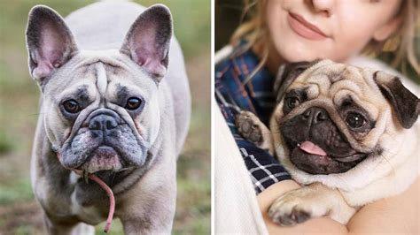 Pugs And French Bulldogs Could Be Banned In Uk