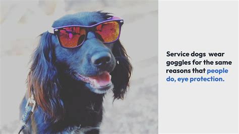 Video Thumbnail For Why Do Service Dogs Wear Goggles