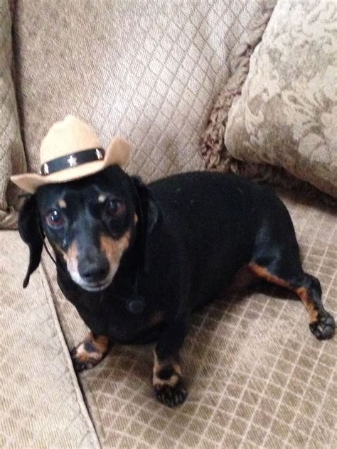 Gidget Mariewhat Youve Never Seen A Dachshund In A Cowboy Hat