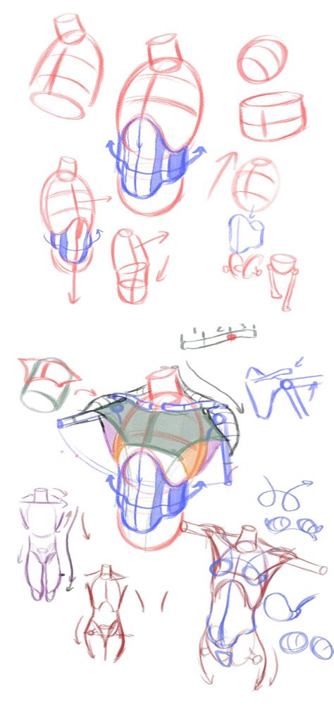 Male Anatomy Drawing Reference The Anatomy Reference Pack Jazza