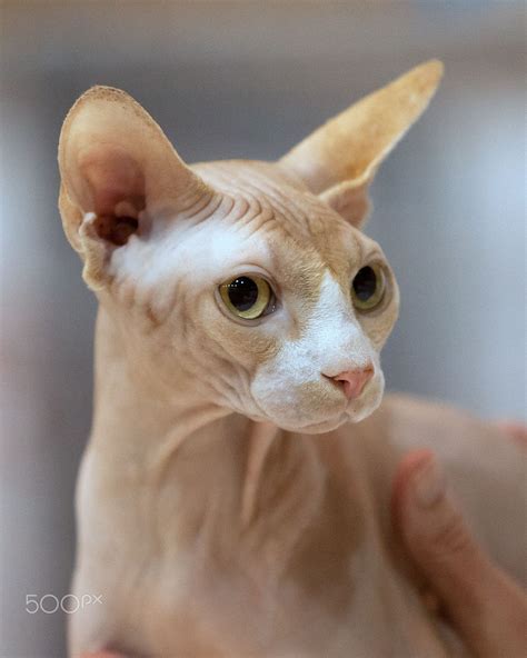 Canadian Sphyx Cat Hairless Cat Sphynx Cat Cats