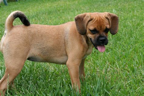 Puggles are a mix between a beagle and a pug. Puggle Dog Breed » Everything About Puggle