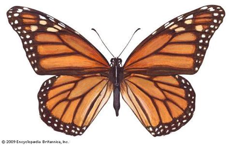 Monarch Butterfly Life Cycle Caterpillar Migration And Facts