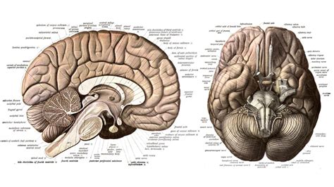 Actualizar más de dibujos del cerebro humano última tienganhchobe edu vn