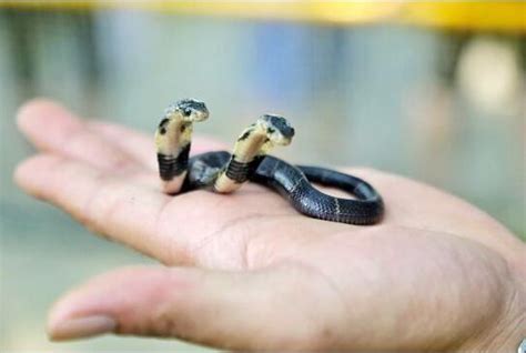 变异蛇双头蛇 1000万个头的蛇 变异蛇基因 大山谷图库