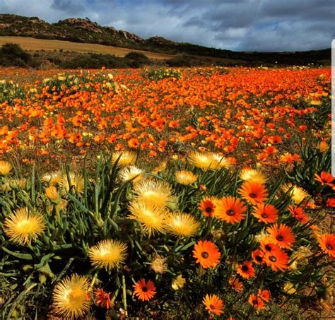Namaqualand Africa Natural Landmarks Africa Wild Flowers