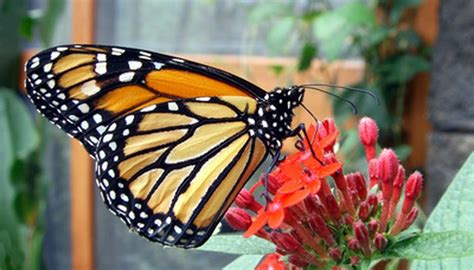 10 of the best plants for attracting bees and butterflies into your garden. What Flowers Attract Monarch Butterflies? | Garden Guides