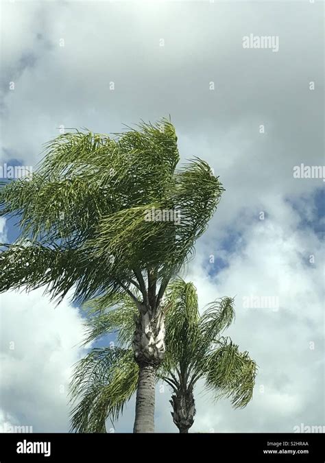 South Florida Palm Tree Stock Photo Alamy