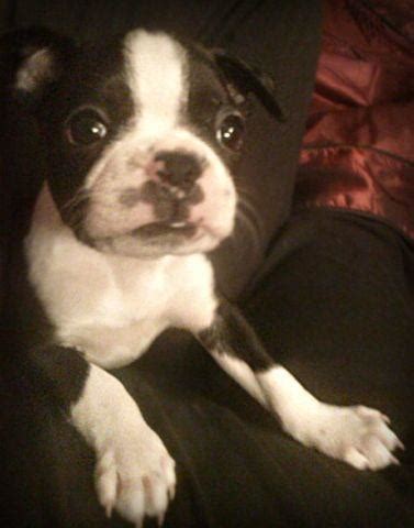For each eligible purchase made at. AKC Female Boston Terrier Puppy for Sale in Camp McCoy, Wisconsin Classified | AmericanListed.com