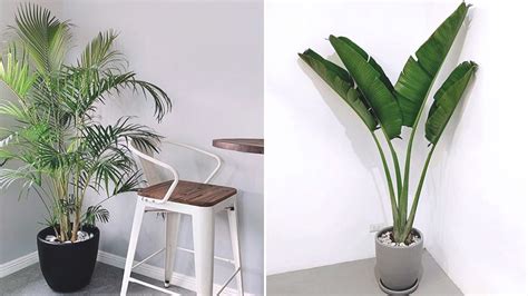 Palm Plants You Can Grow Indoors For A Resort Like Home Real Living