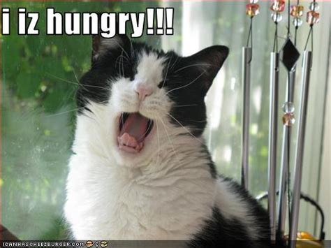 Hungry Cat By Archenemies32 On Deviantart