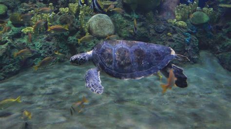 Turtle Reef Seaworld San Diego Youtube