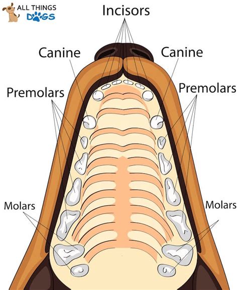 How Many Teeth Do Dogs Have Your Dog Dental Questions Answered All