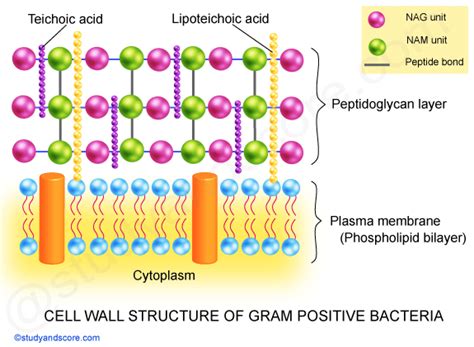 Cell Wall Of Bacteria Structure Functions Gram Positive And Gram