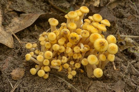 Photo 1291 24 Yellow Species Of Ringless Honey Mushrooms