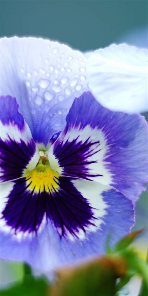 Download 1080x2160 Purple Flowers Water Drops Macro Wallpapers For