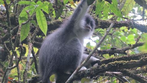 5 Fakta Surili Primata Khas Jawa Penghuni Hutan Pegunungan