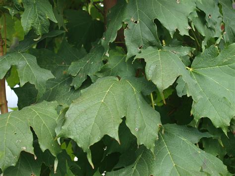 Apollo Sugar Maple Knechts Nurseries And Landscaping