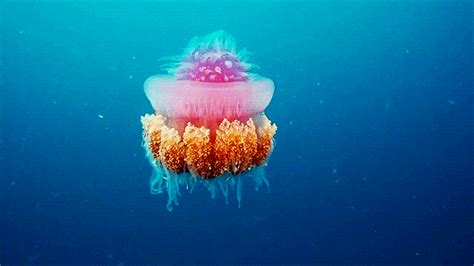Crowned Jellyfish Tumblr