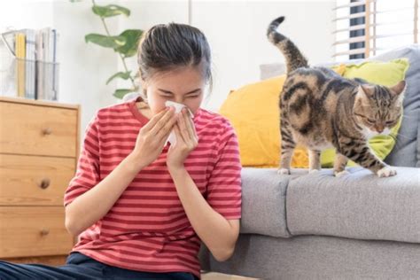 How To Tell If Youre Allergic To Cats 7 Signs To Look For Excited Cats