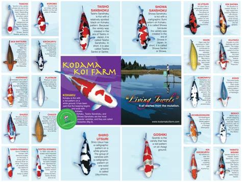 Koi Types And Prices Koi Fish Types Varieties Characteristics Carp Pond