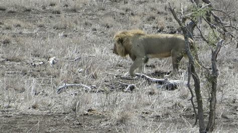 Lion In Kruger National Park Youtube