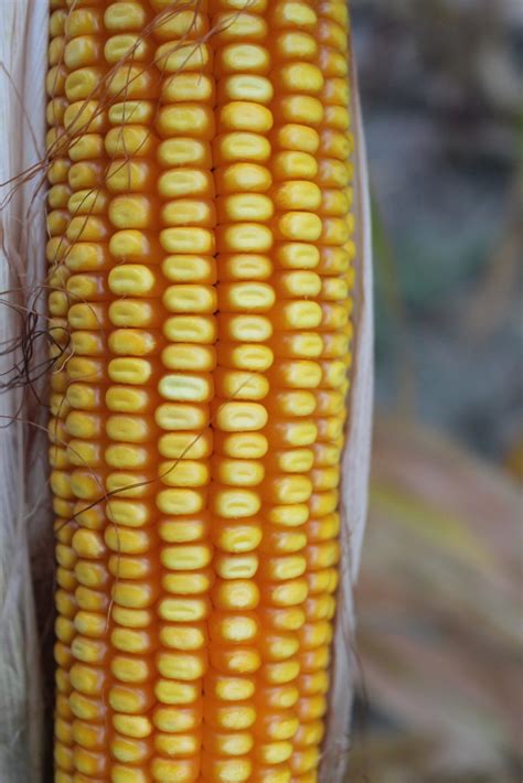 Nebraska Corn Kernels Seed And High Moisture Corn Harvests Continue
