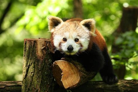 Free Photo Beautiful Endangered Red Panda On A Green Tree