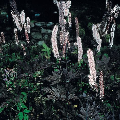 Cimicifuga Simplex Hillside Black Beauty White Flower Farm