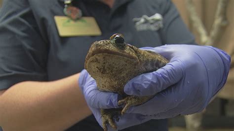Toxic Toads Pet Owners Share Experiences Tips For Dealing With Toads