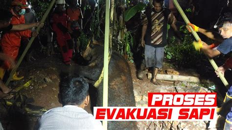 Proses Evakuasi Sapi Terperosok Septitank Youtube