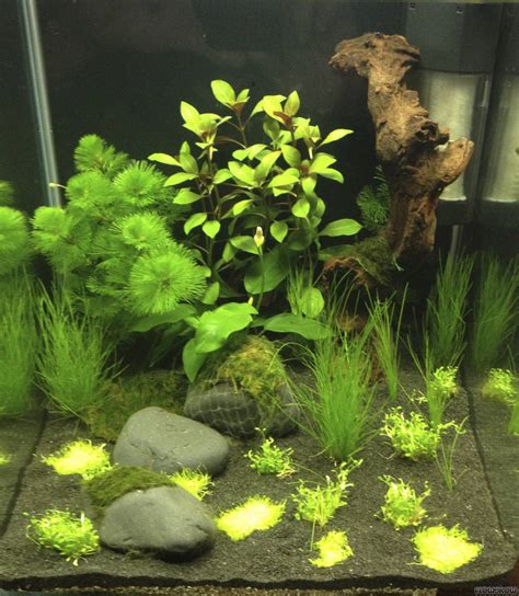 Check the optimal lighting level. Hippie's Playground - Flowgrow Aquascape/Aquarium Database