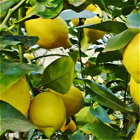 Piante Limoni Grande Usato In Italia Vedi Tutte I 79 Prezzi