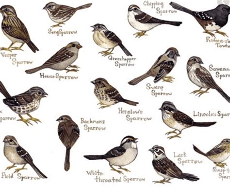 Most Common Types Of Sparrow Bird Control In Vancouver