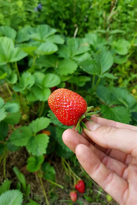 Natürlich lassen sich auch im eigenen garten diese herrlichen früchte anbauen. Erdbeeren-Erdbeerzeit-Garten-im-Mai - grüneliebe