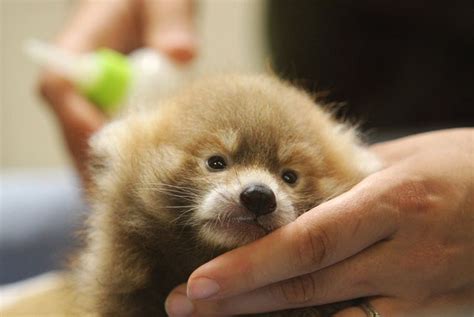 Its Twin Boys Baby Red Pandas Born At Rosamond Ford Zoo