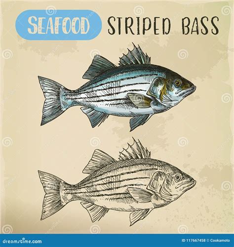 Sketch Of Striper Fish Or Atlantic Striped Bass Vector Illustration