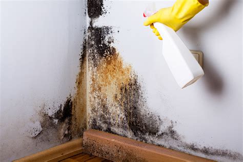 Inspections can help insurers estimate a property's coverage requirements, but they aren't always required.if your home is old or hasn't been inspected in a decade, the insurer may want to determine how much risk they're assuming before they insure your property. What Does Black Mold Look Like? A Guide to Testing and ...