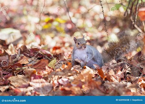 Squirrel And The Autumn Leaves Stock Photo Image Of Cute Animal